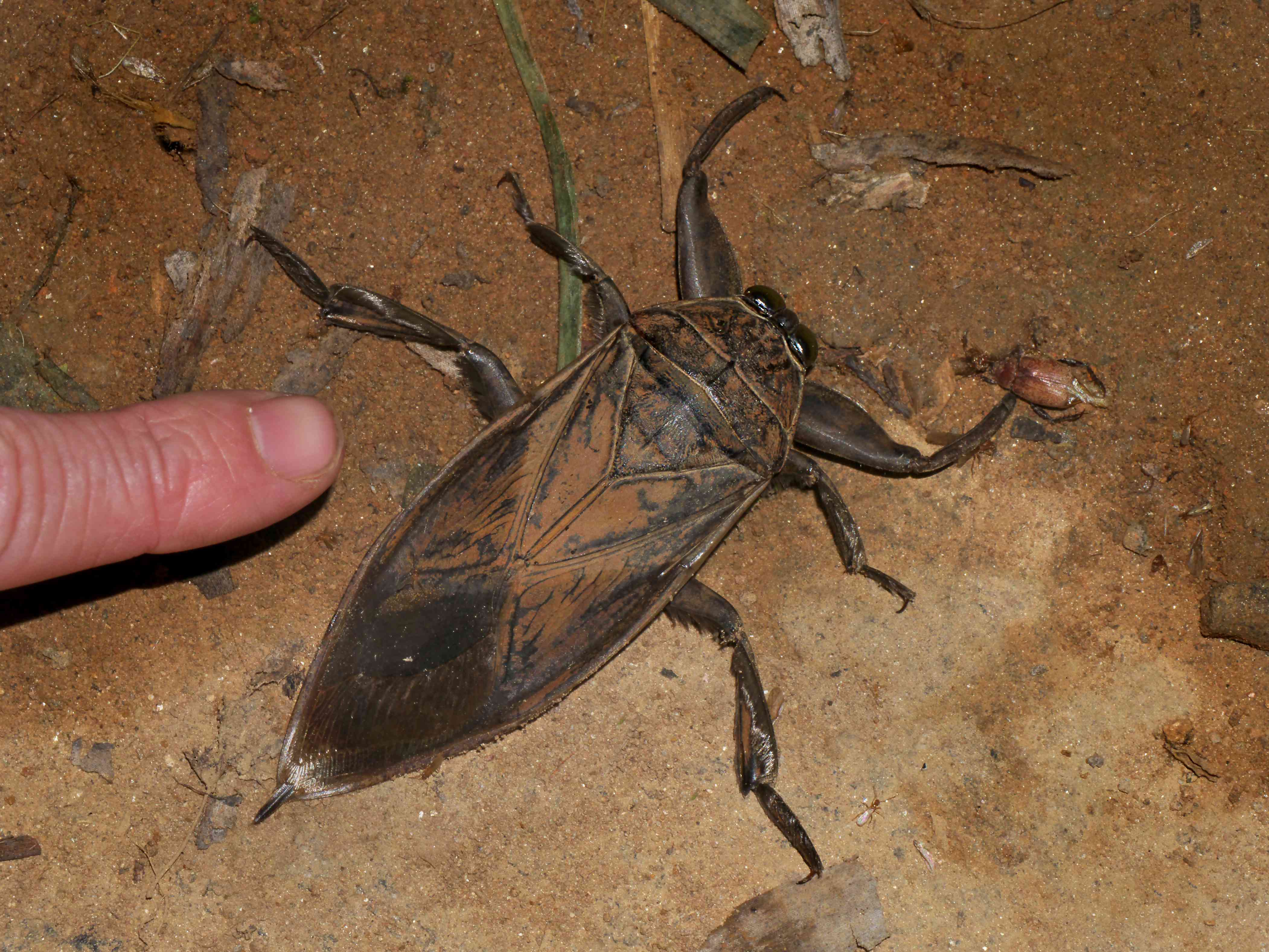 一只棕色的巨型水虫躺在泥土中，大小相当于人的手指