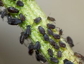 黑大豆蚜虫