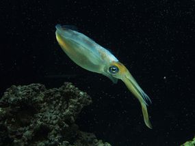 椭圆形鱿鱼，突出的眼睛逐渐变成黑色海洋环境中的许多长触角beplay体育官网电脑“width=