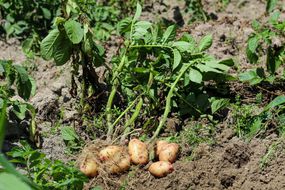 棕色的土豆在地上附着在茎上，即将被收获