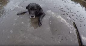 这只狗被困在冰中＂width=