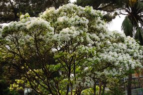 白色羊毛在一棵边缘树的树枝上盛开。