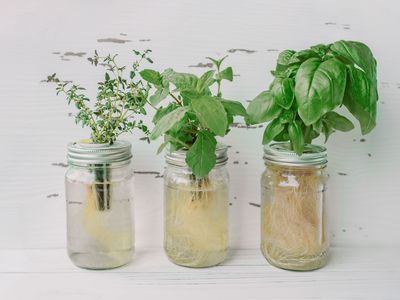 草本植物生长在罐子的水
