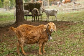在农场的背景里，当别人吃干草的时候，脏兮兮的棕褐色山羊看着你