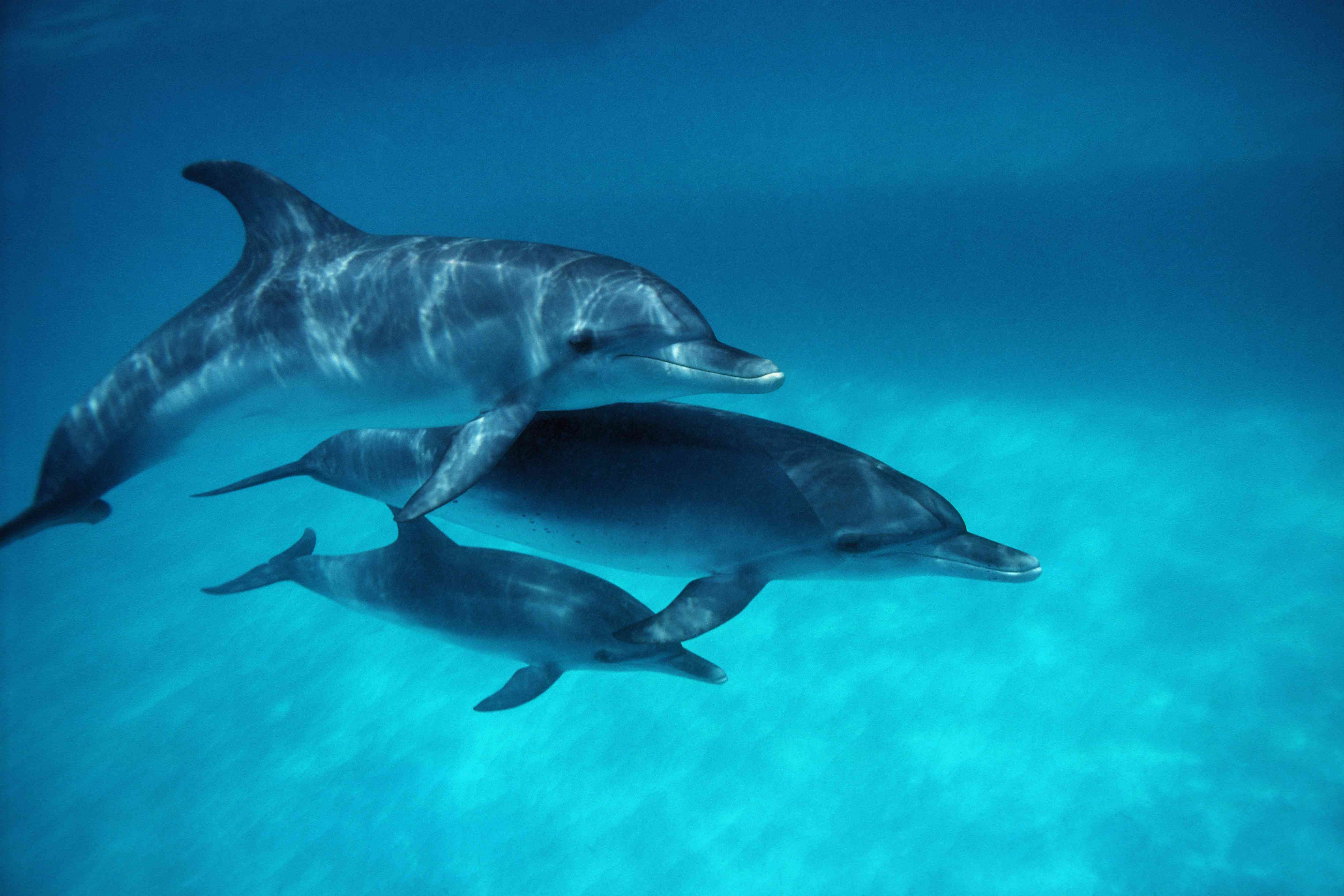 两只成年大西洋斑点海豚和幼海豚＂width=