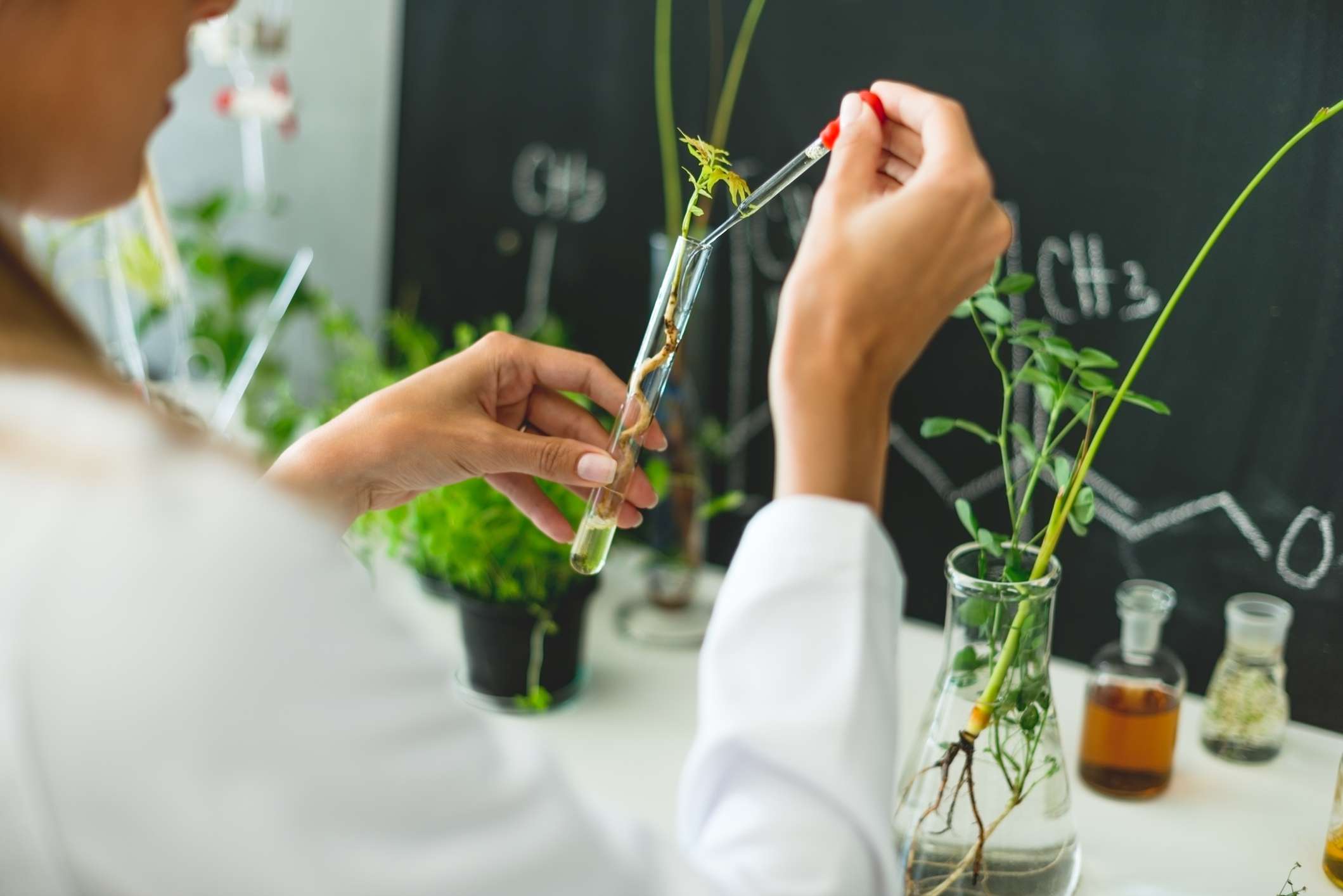 一位科学家将一滴透明物质放入试管中，试管中有一株植物。桌上的烧杯里有更多的植物。