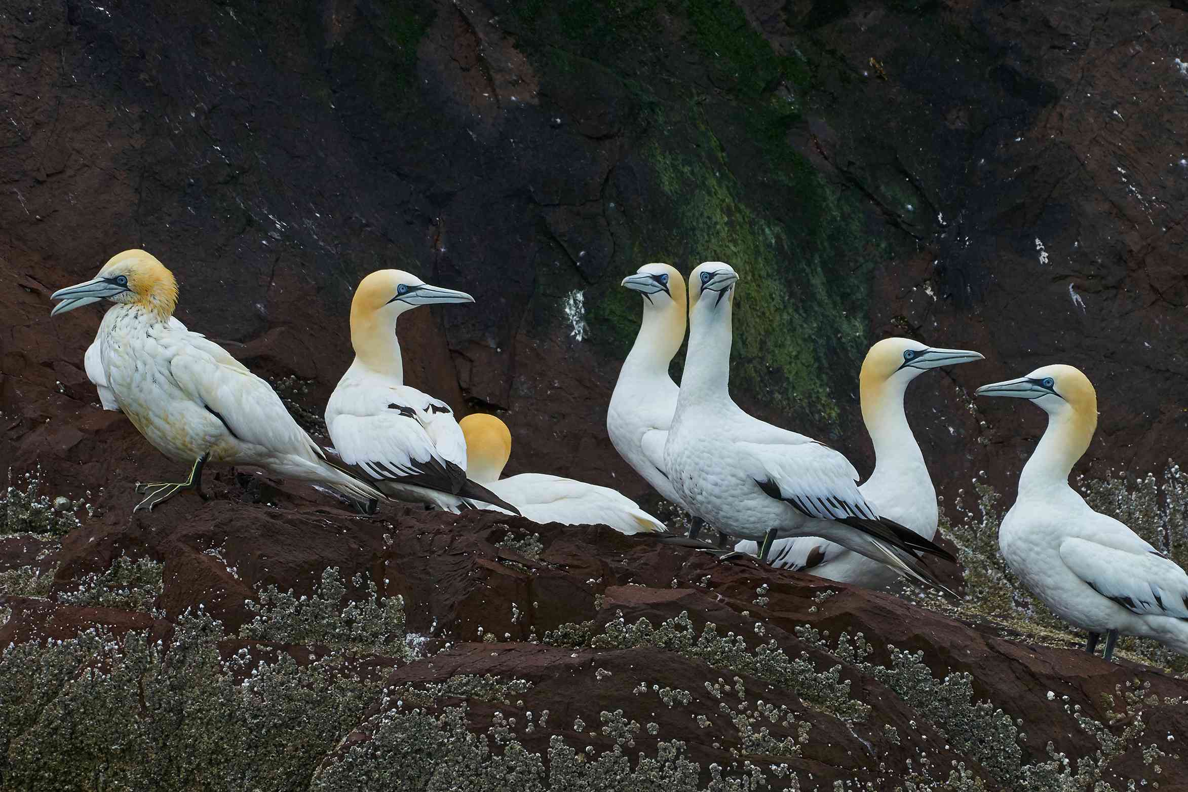 一群塘鹅海鸟聚集在悬崖边＂width=