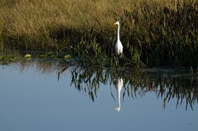 大白鹭站在高草沿着海岸线，它的形象倒映在水中