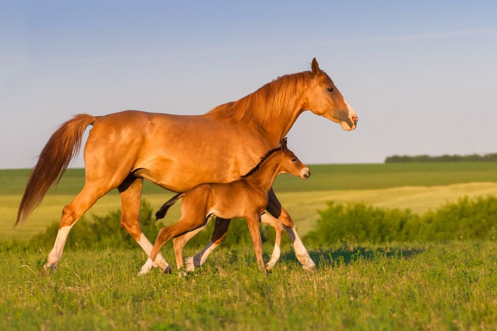 一匹棕色的马和她的小马驹并肩走在草地上