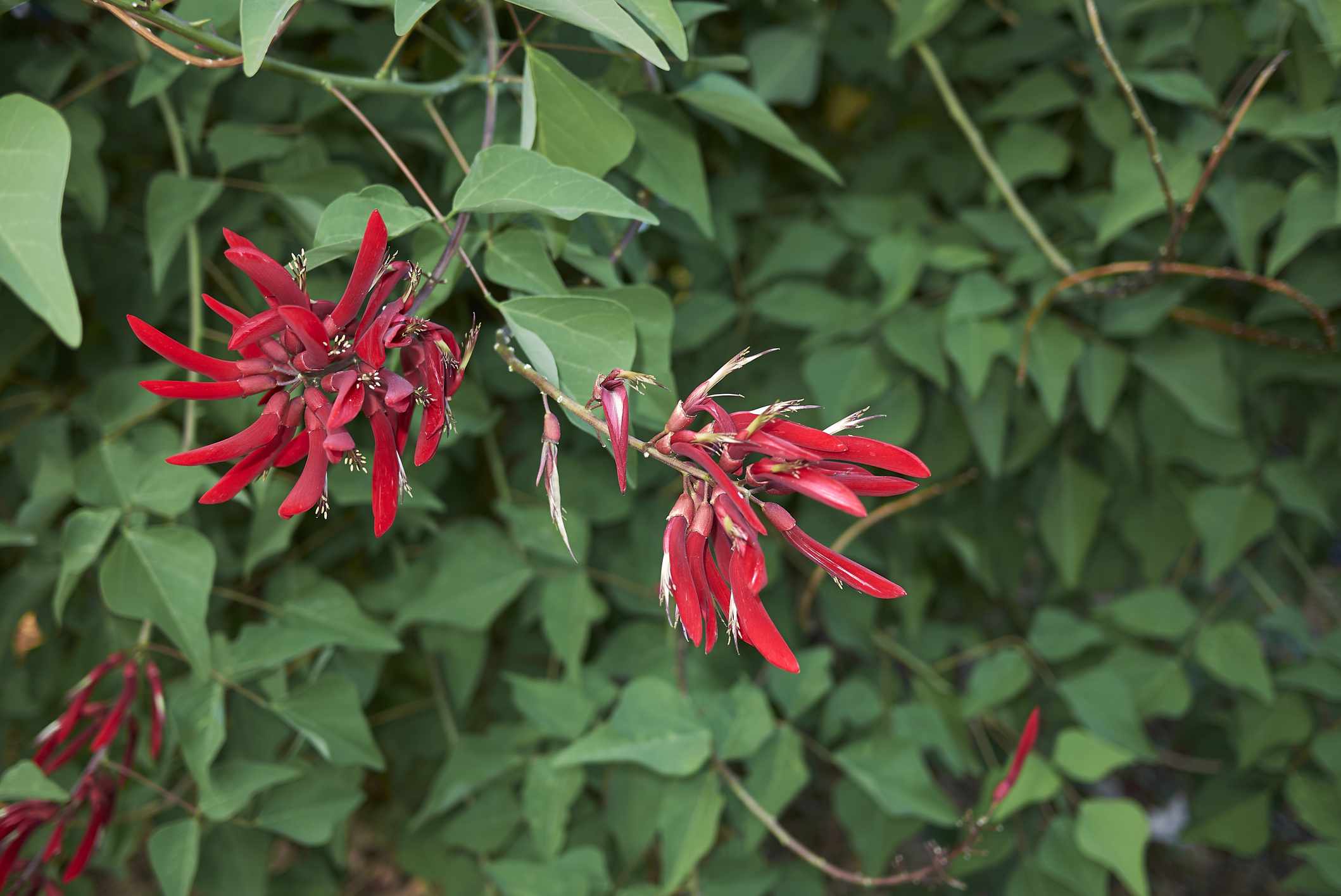 珊瑚豆（Erythrina herbacea）