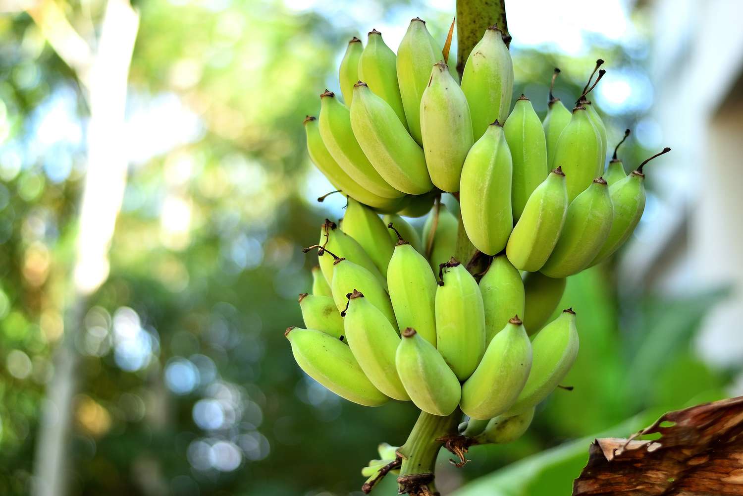 串香蕉生长在茎