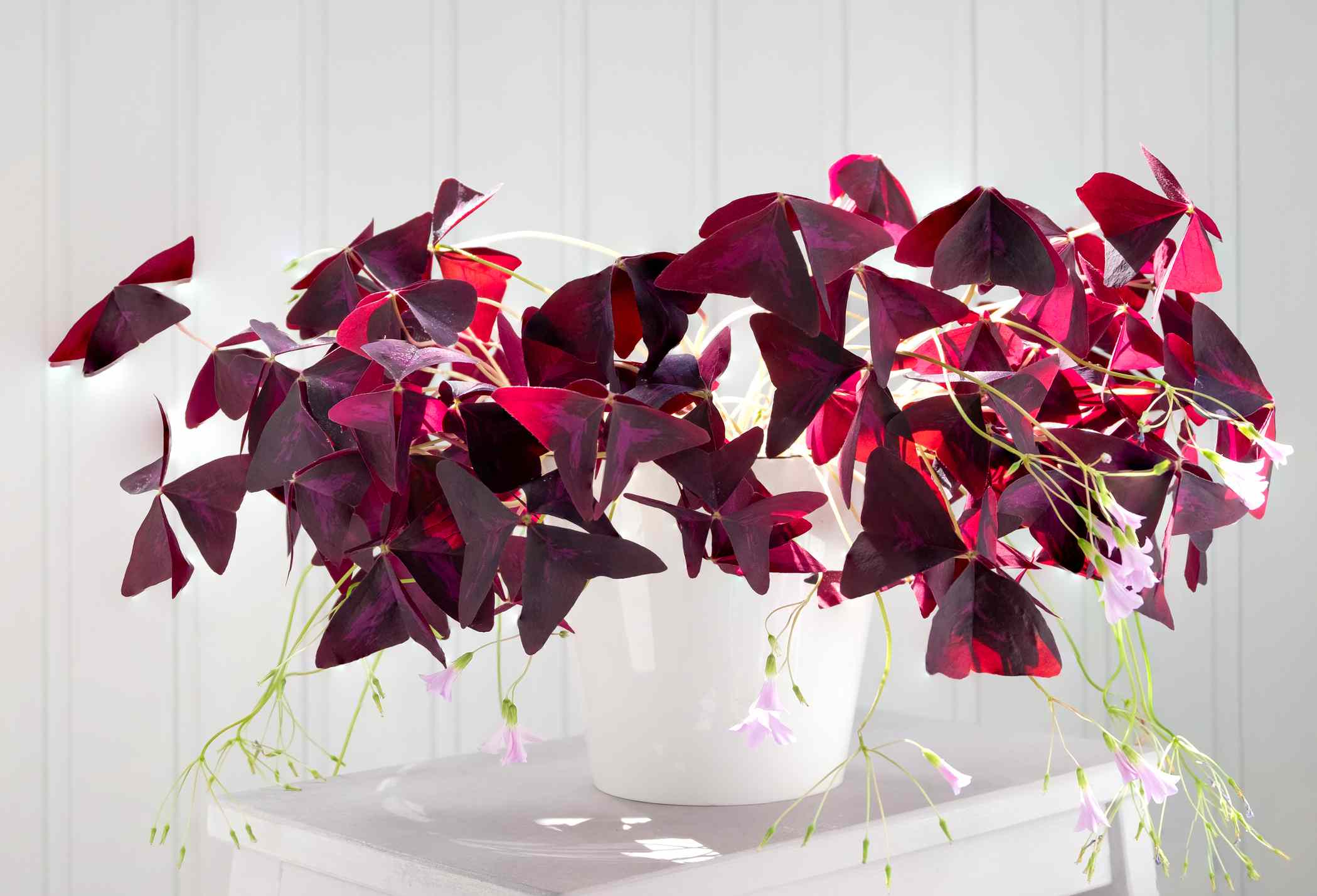 室内植物酢浆草，紫色的叶子和精致的粉红色小花＂width=
