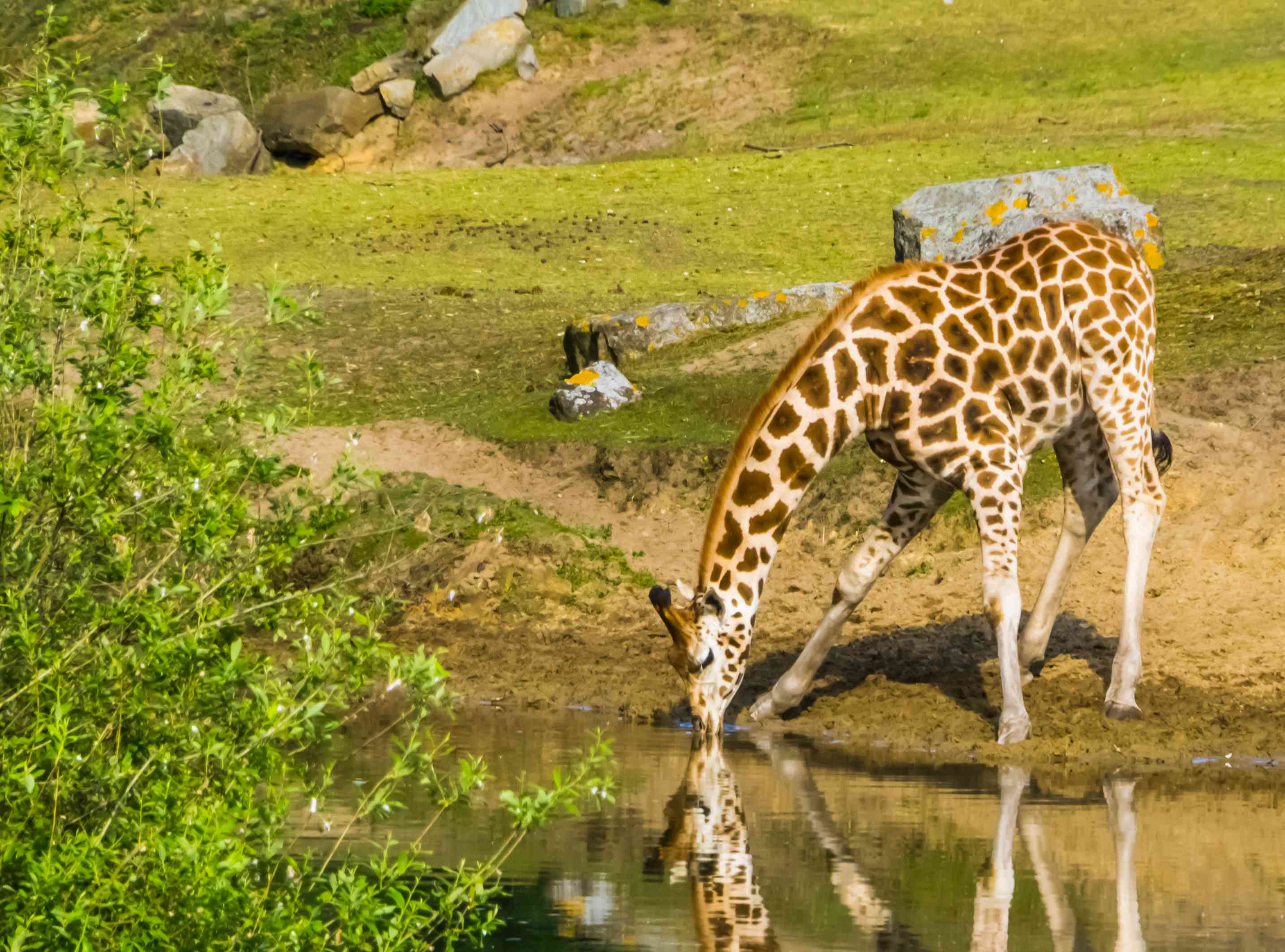 努比亚长颈鹿俯身喝水。