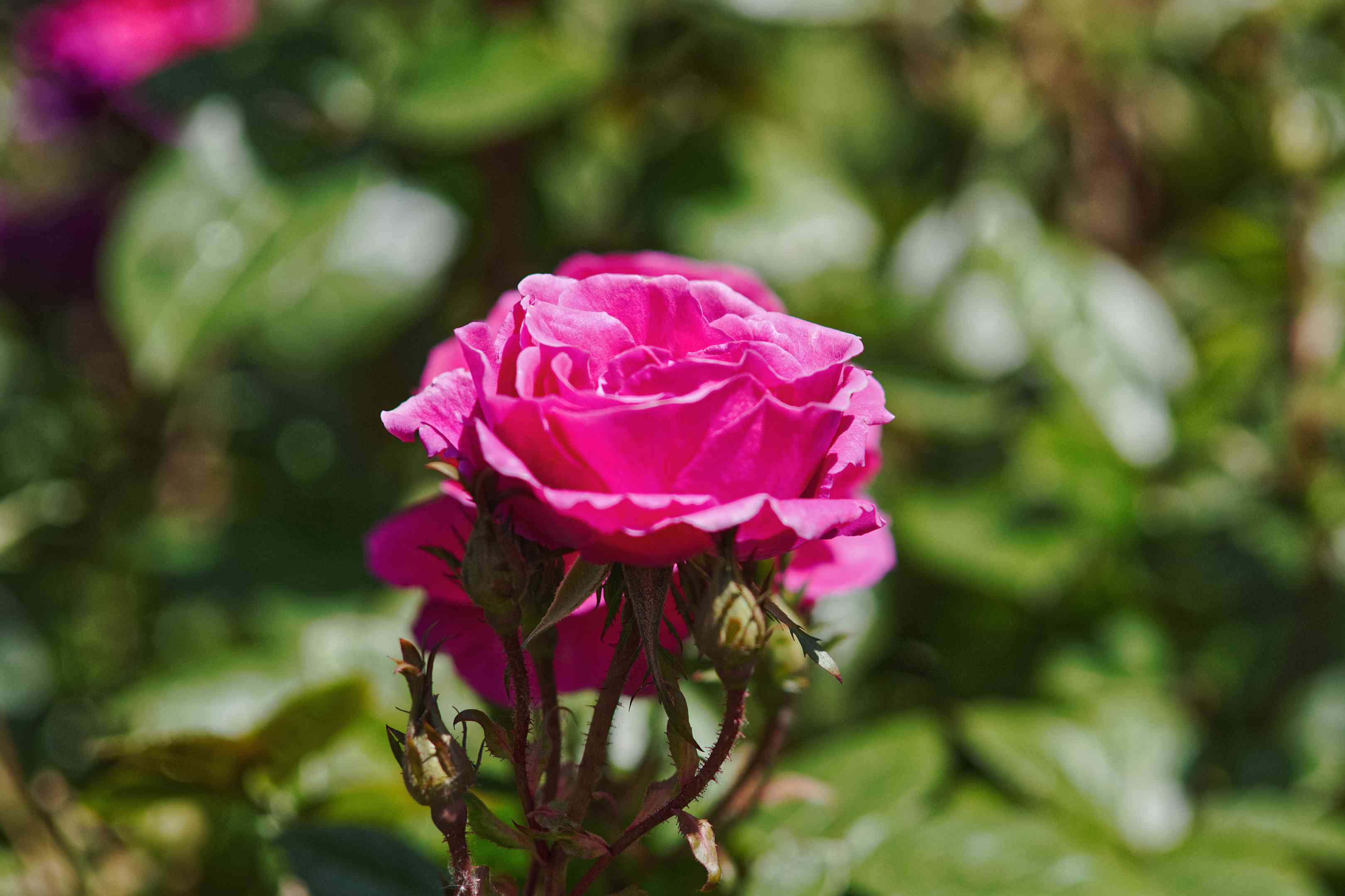近距离观看的热粉红色玫瑰在盛开与墙的玫瑰灌木丛后面