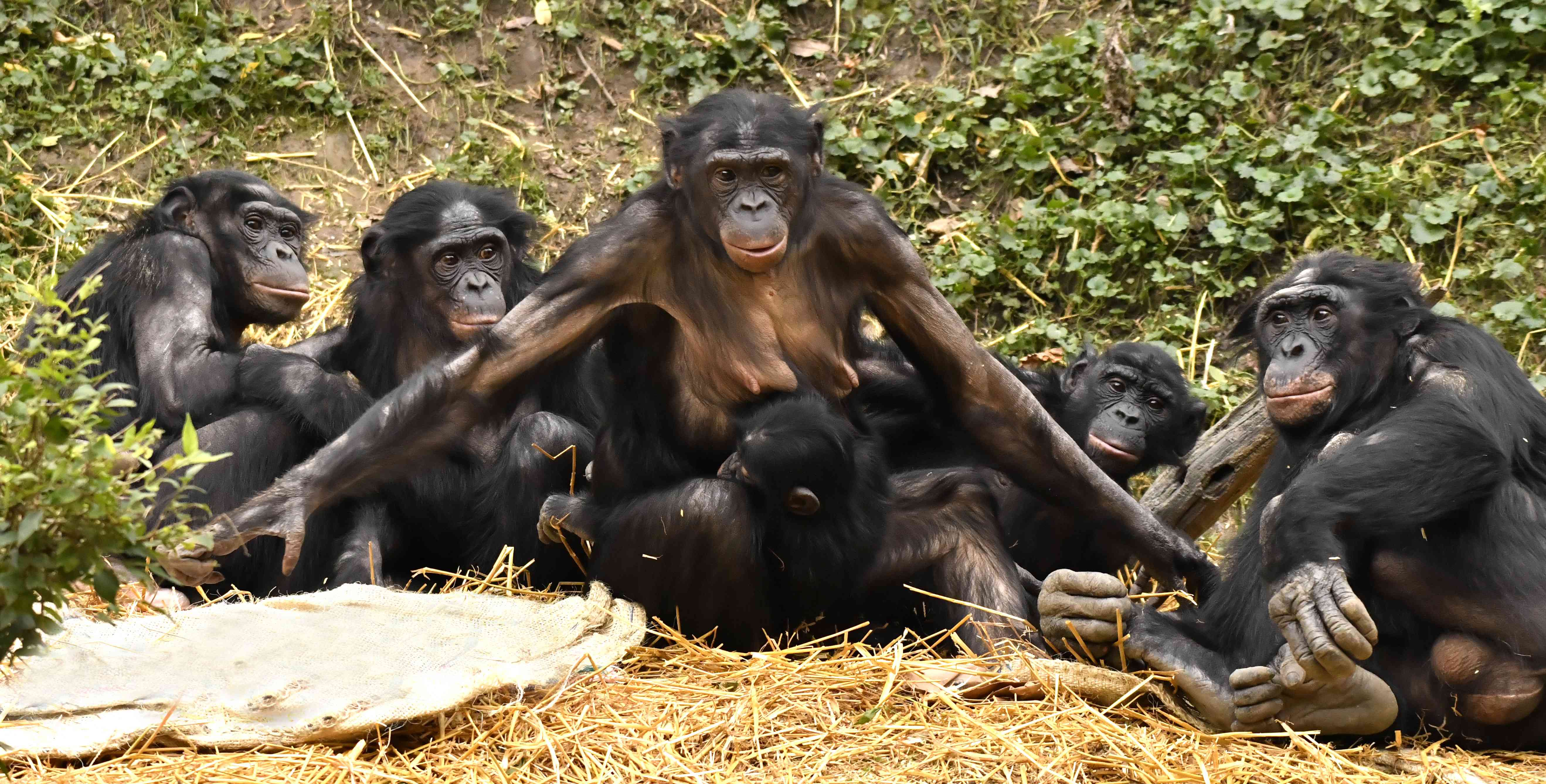 倭黑猩猩家庭