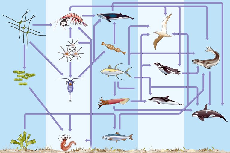 在海洋生态系统中，水下和海底复杂的生物地球化学循环或营养循环以许多不同的复杂生物为特征
