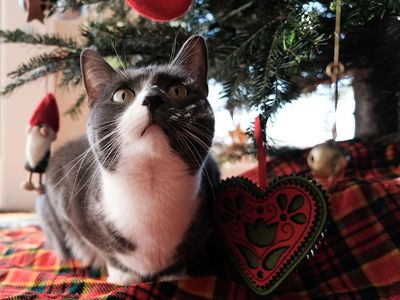 灰色和白色的猫扮演圣诞树和装饰品的基地