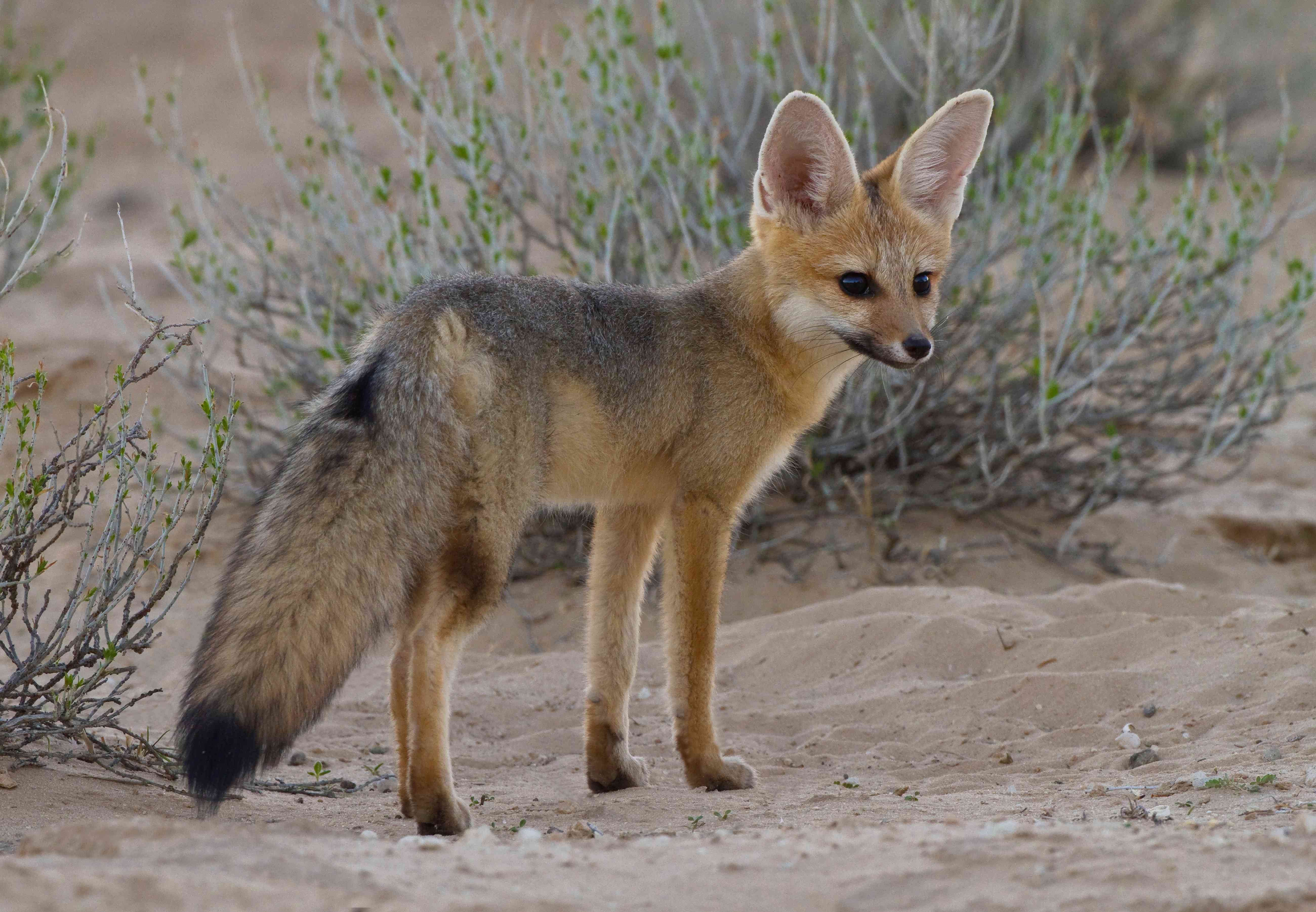 非洲Kgalagadi Transfrontier Park的沙滩上的福克斯“width=