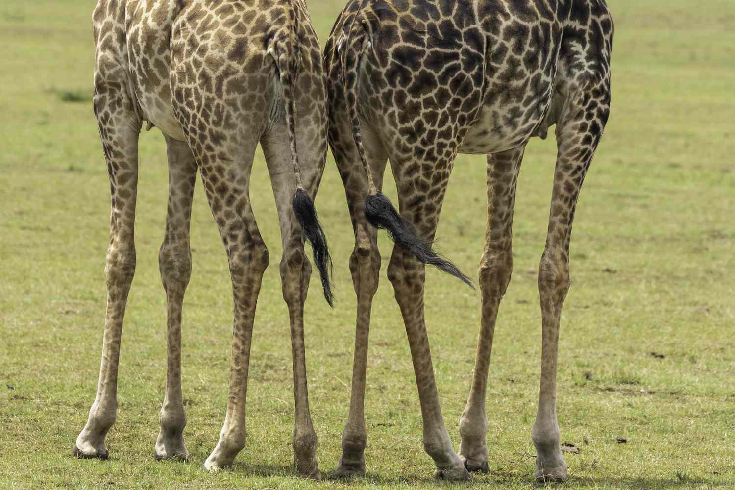 马赛马拉国家保护区草原上长颈鹿腿的特写＂class=