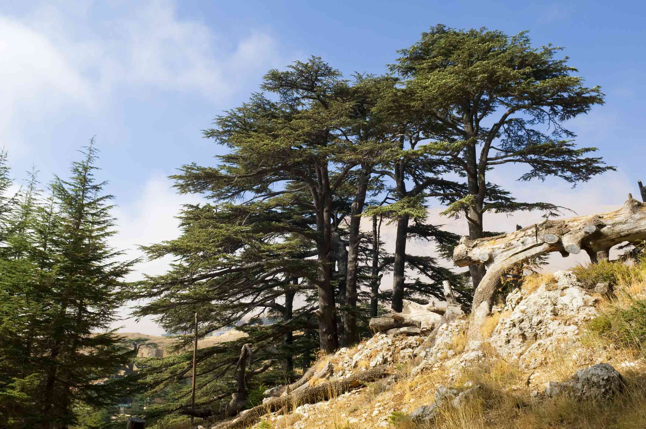 黎巴嫩的旧生长雪松森林