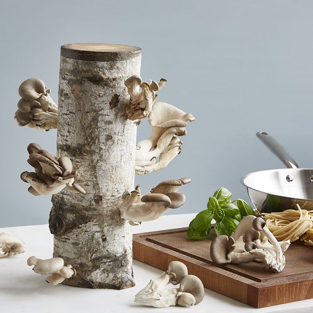 不常见的商品牡蛎蘑菇原木套件