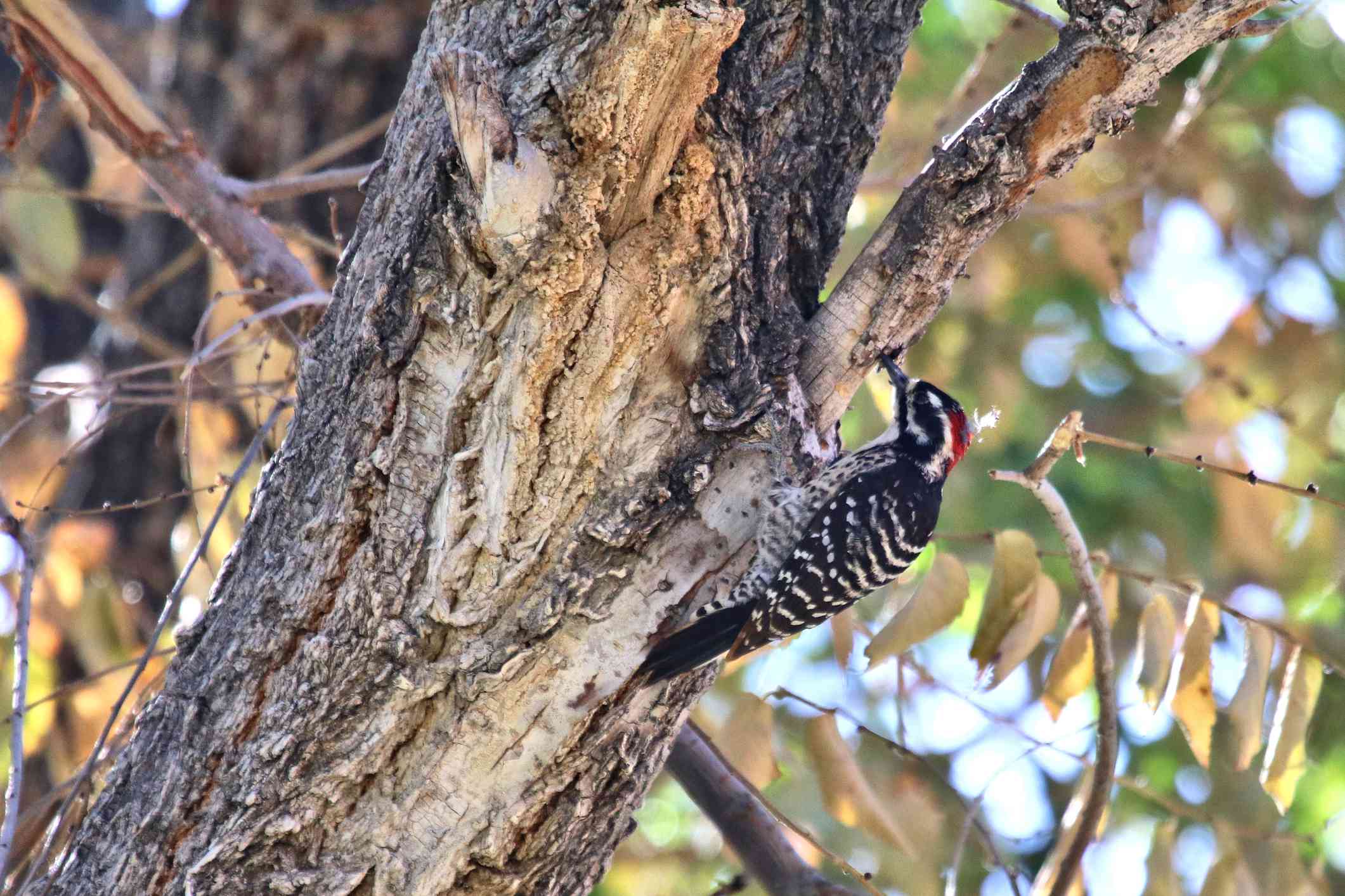 Nuttall＂s woodpecker in a tree.