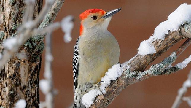 一只红腹啄木鸟站在雪枝上