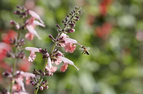 半边莲红衣主教花和蜜蜂