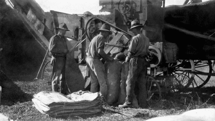 1927年，澳大利亚昆士兰，工人们从收割机上收割花生