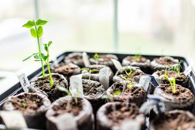 泥炭颗粒宏观特写镜头在黑色托盘的盆栽植物容器窗口表种植番茄和高峰在冬季室内花园幼苗