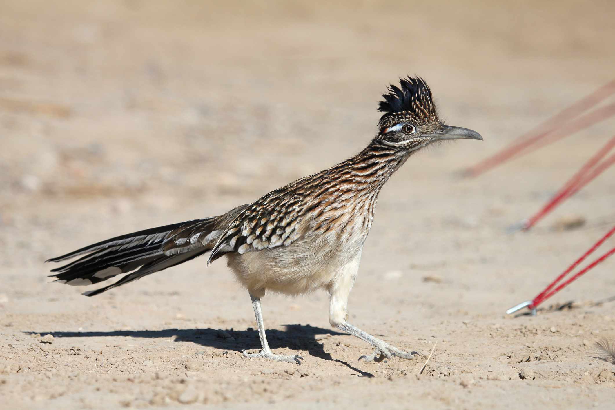 死亡谷露营地附近的Roadrunner＂width=