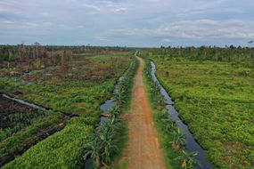 Deforested peatlands in Indonesian Borneo