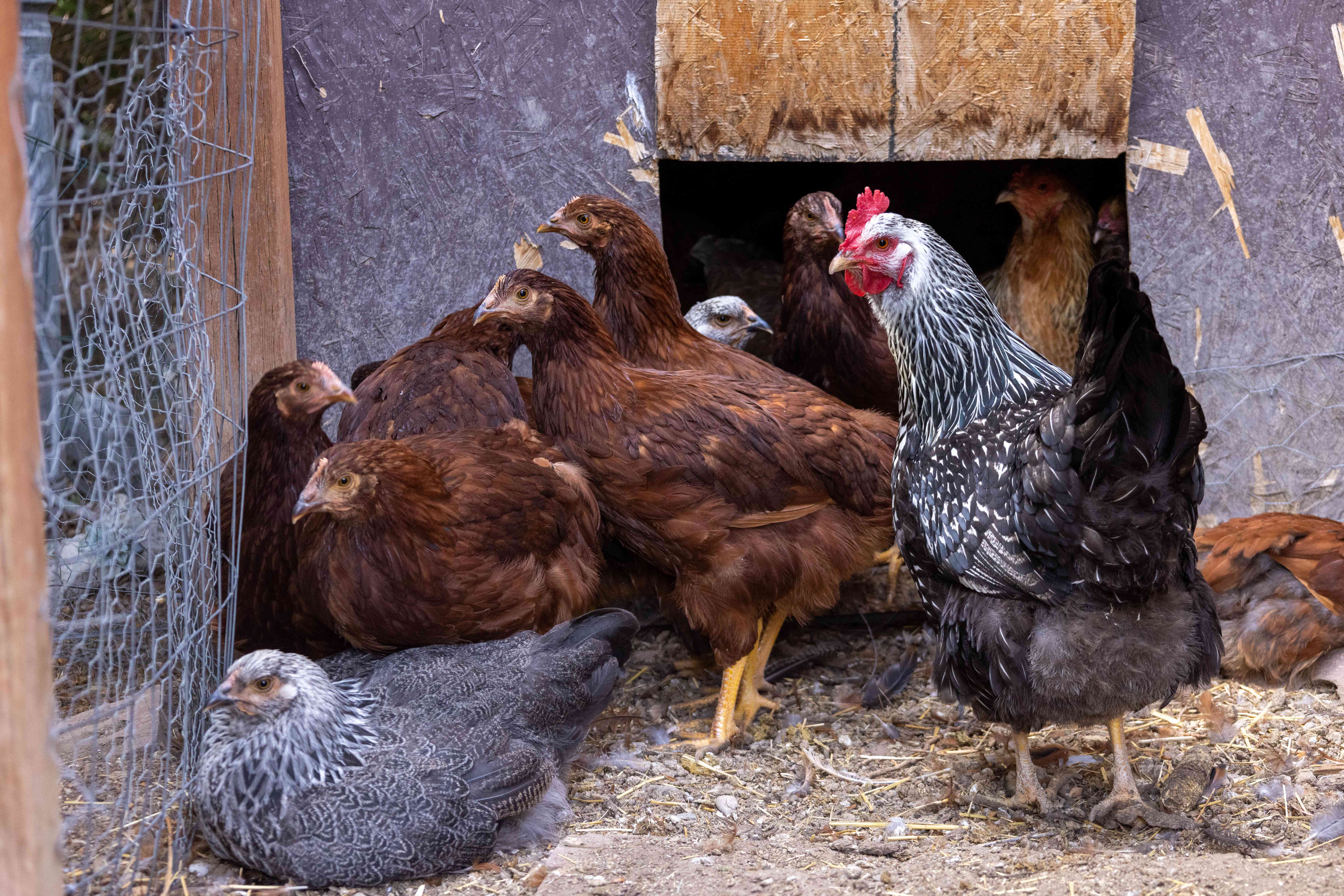 一群棕色和黑白鸡聚集在鸡丝鸡舍附近