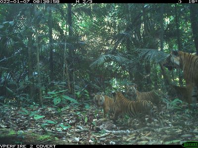 老虎和四只幼崽在马来西亚