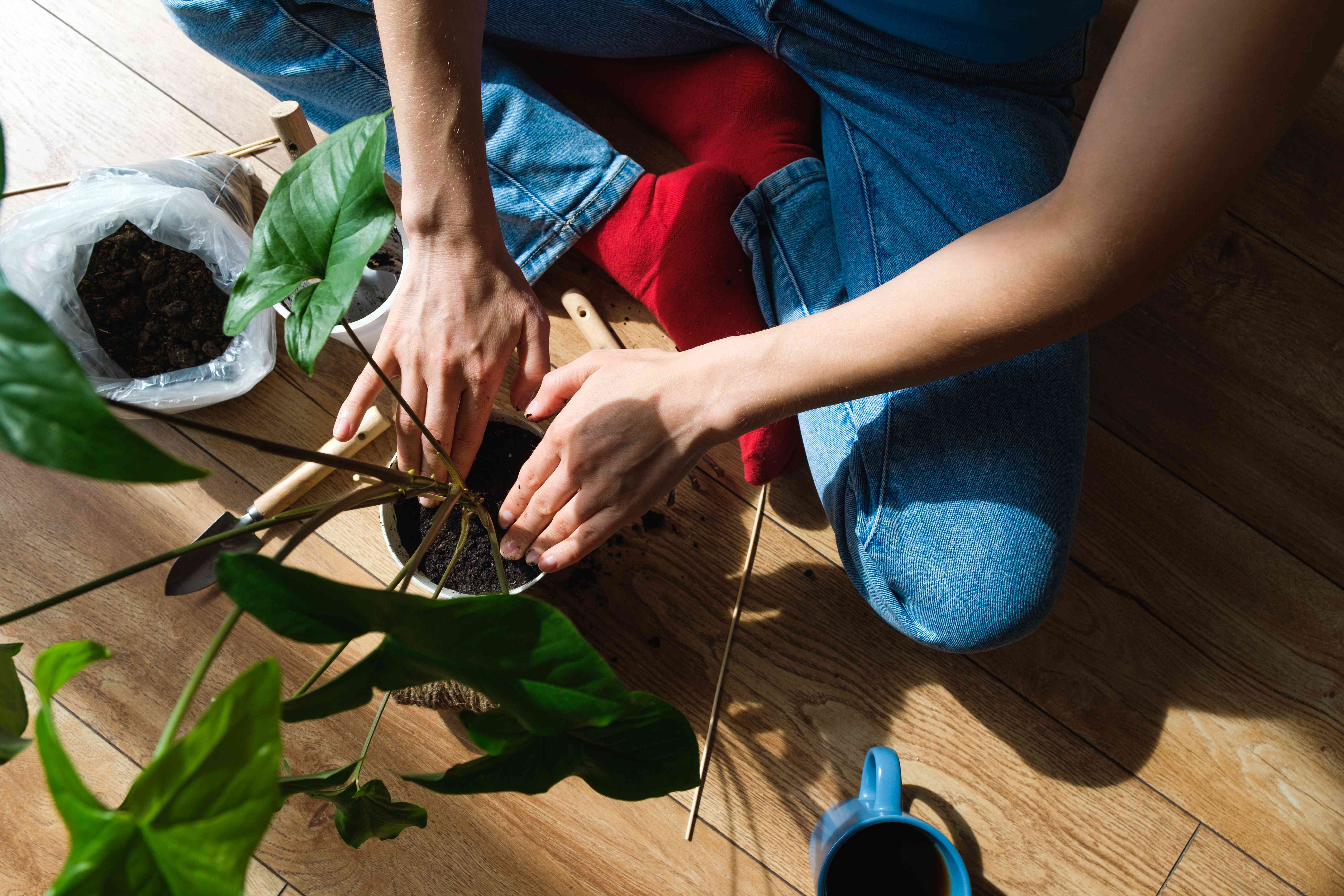 Planting of home green plants and flowers indoors, against the background of a wooden floor. The hands of a young woman plant a beautiful indoor flower in a flower pot. The concept of a home garden, hobby, gardening. Environmental protection.