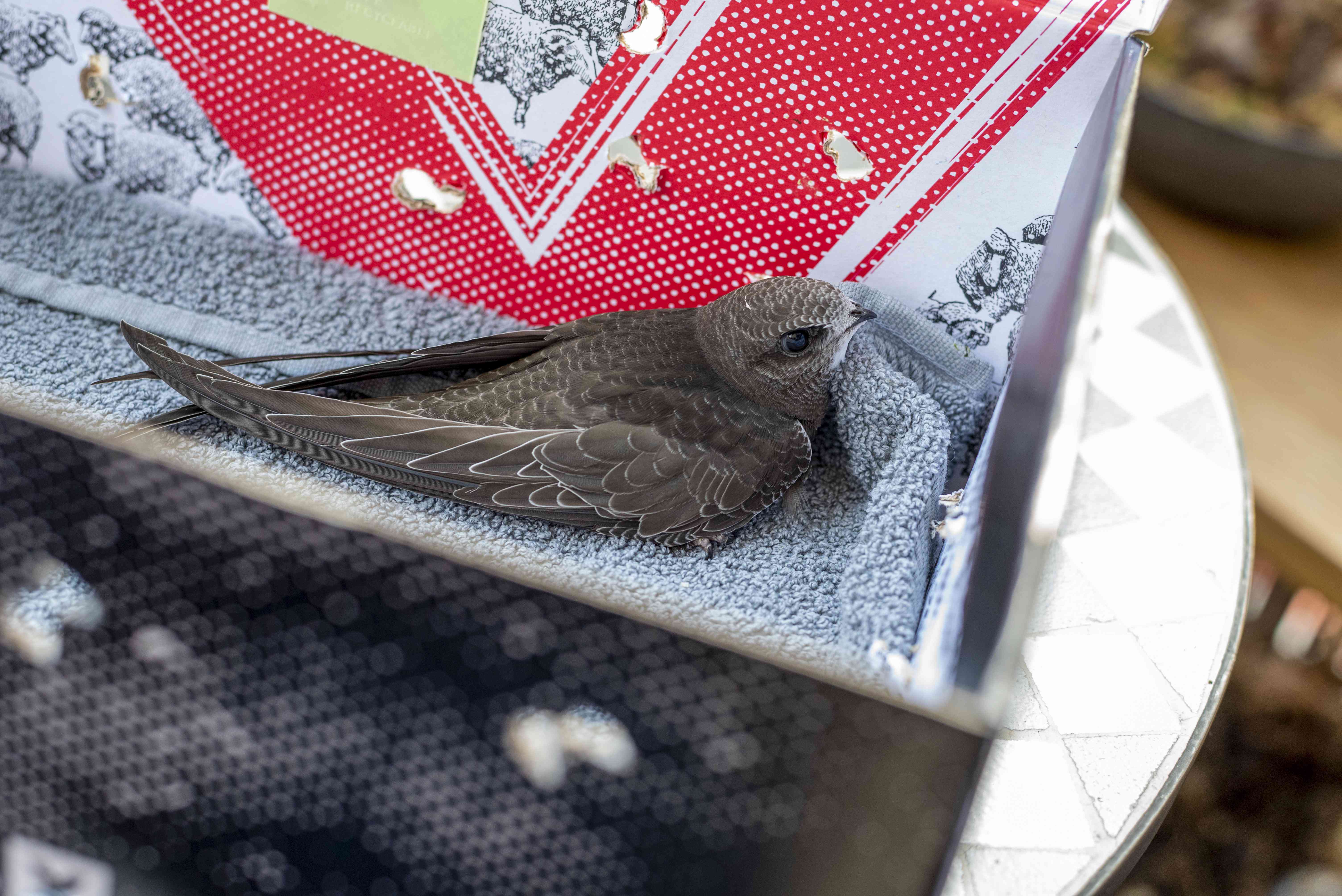 幼鸟坐在鞋盒中的毛巾上“width=