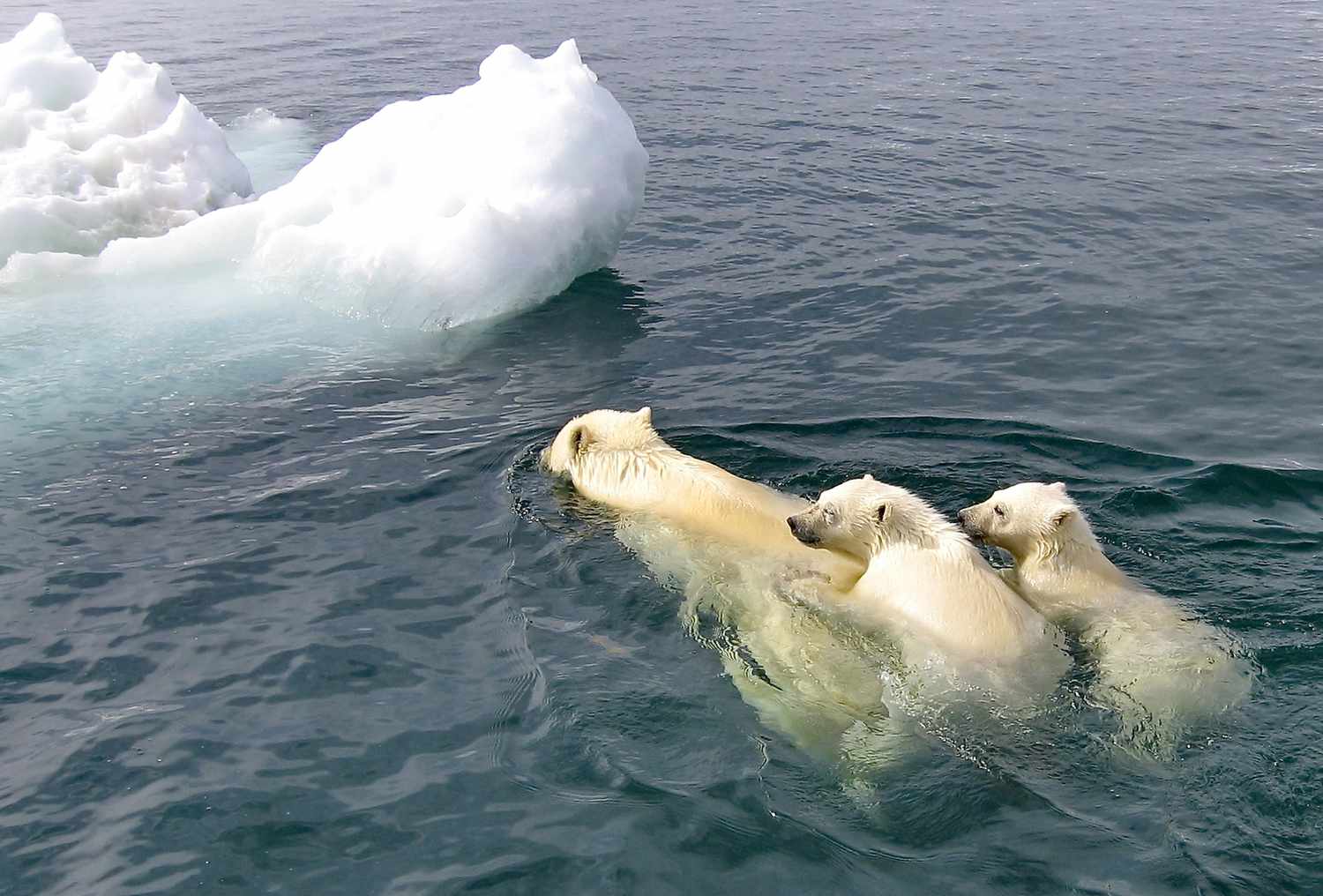北极熊家族对海冰游泳。