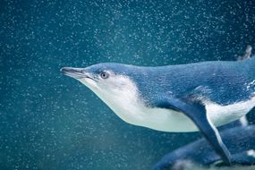 小企鹅（Eudyptula Minor）在澳大利亚的海浪中演奏（XXXL）“width=
