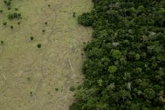 亚马逊森林的地区为牛和剩下的森林森林砍伐。