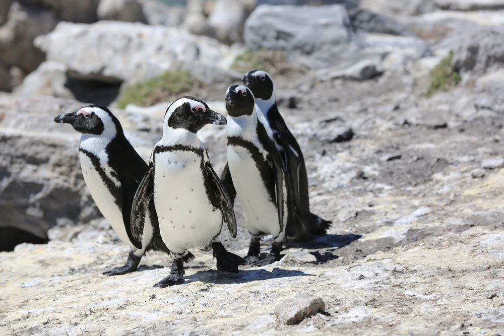 四只黑白相间的企鹅走过岩石表面＂width=