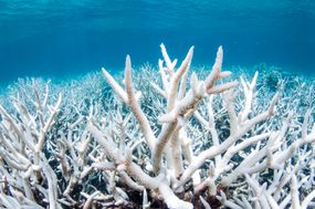 在澳大利亚的大障碍礁石上的珊瑚漂白