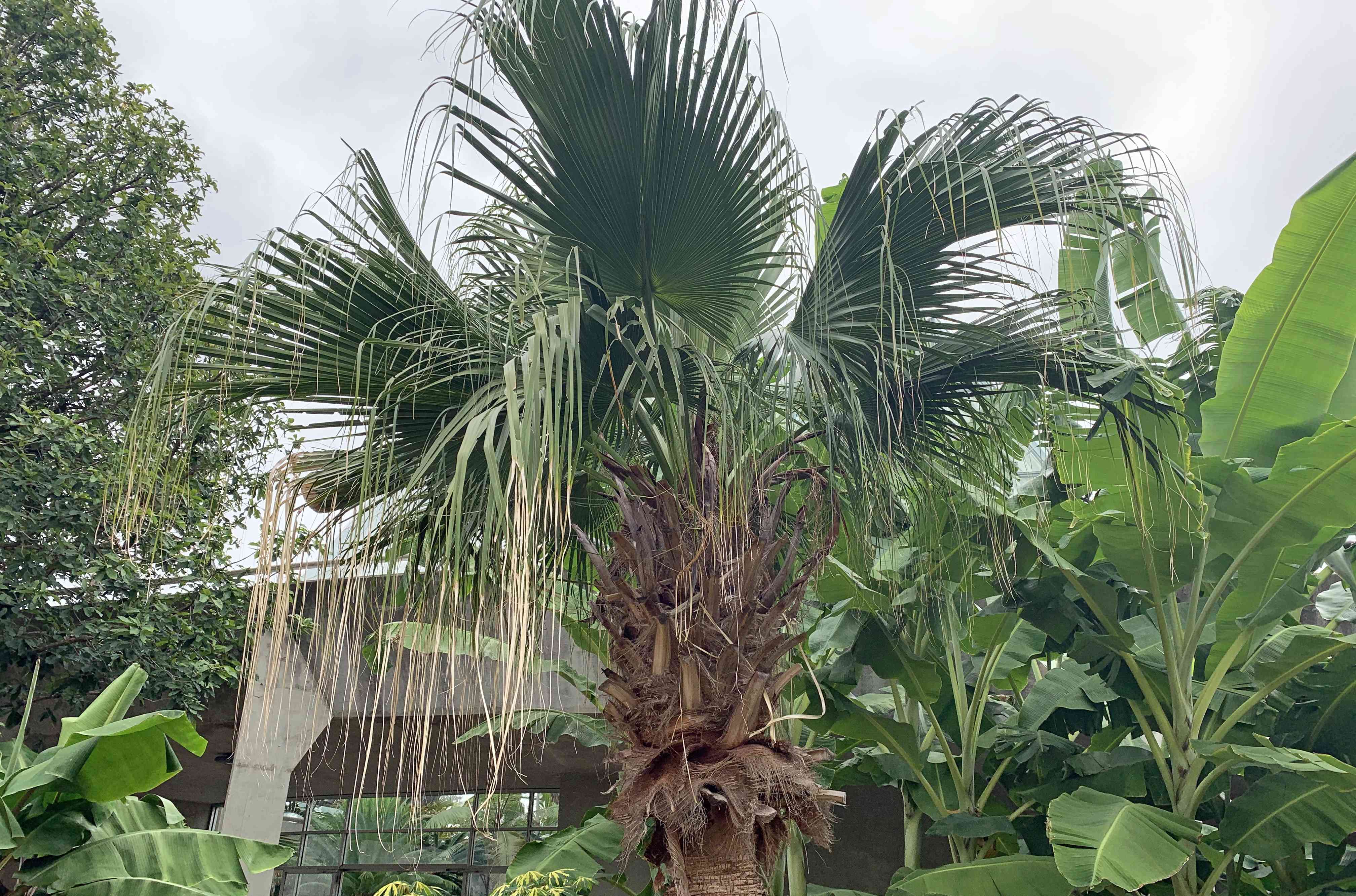极其成熟和高大的中国扇棕榈生长在植物园＂width=