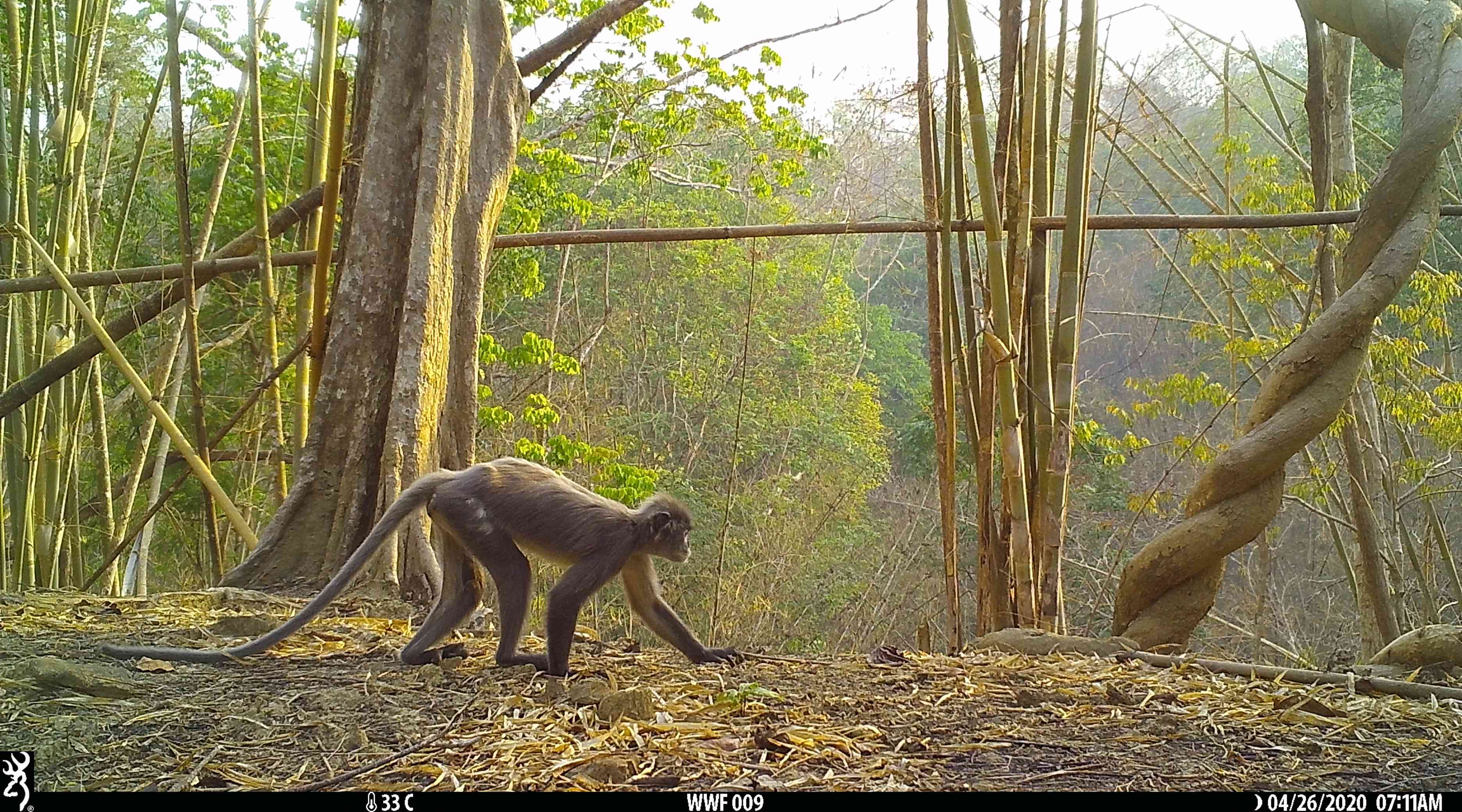在缅甸Popa叶猴在北Zamari野生动物保护区