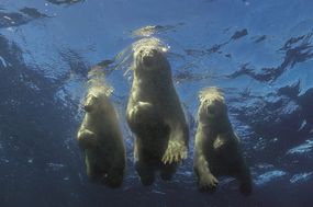 游泳的北极熊＂width=