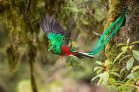 男金碧辉煌的quetzal在飞行