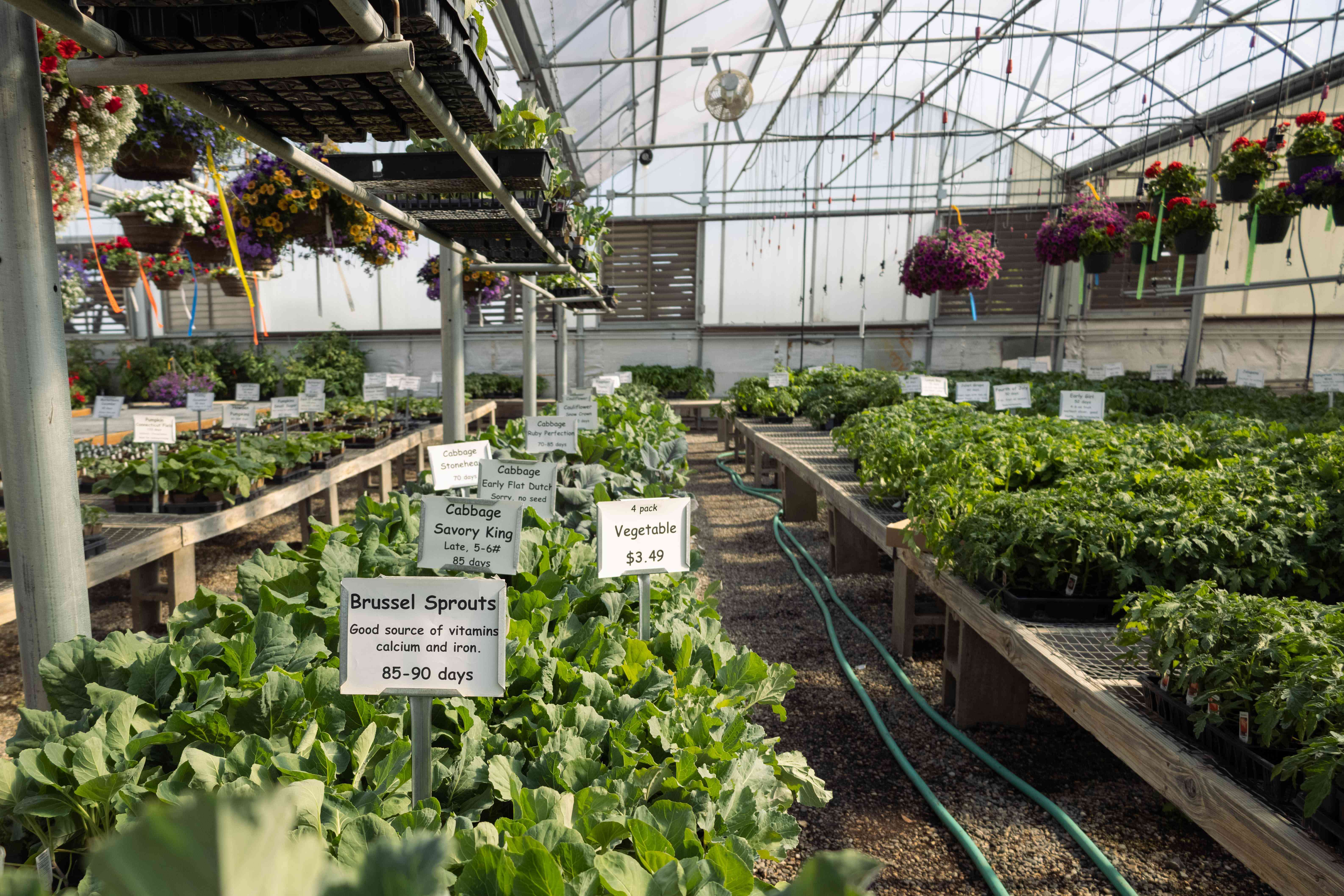 大型露天温室，有各种悬挂式植物和可食用的启动植物出售