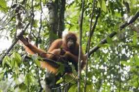 一只猩猩坐在婆罗洲的树上。＂width=