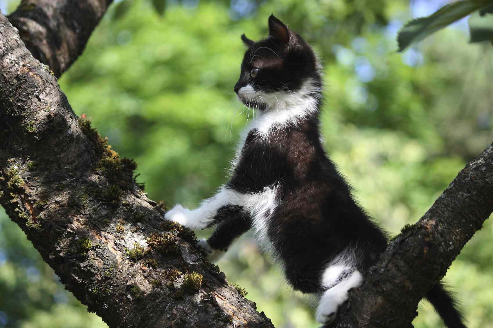 小猫在树