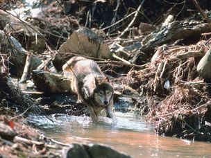 溪流中的灰狼