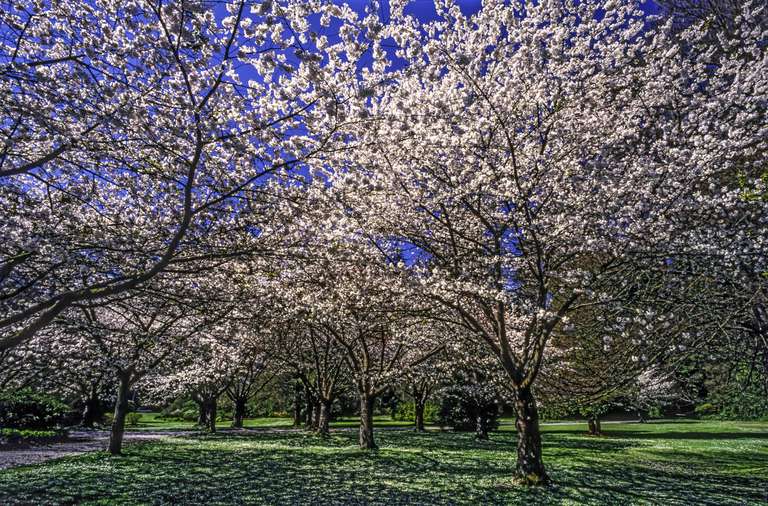温哥华斯坦利公园（Stanley Park）的绿色草地上的全粉红色的樱花树田，在晴朗的蓝天下
